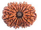 16 mukhi rudraksha  beads hyderabad